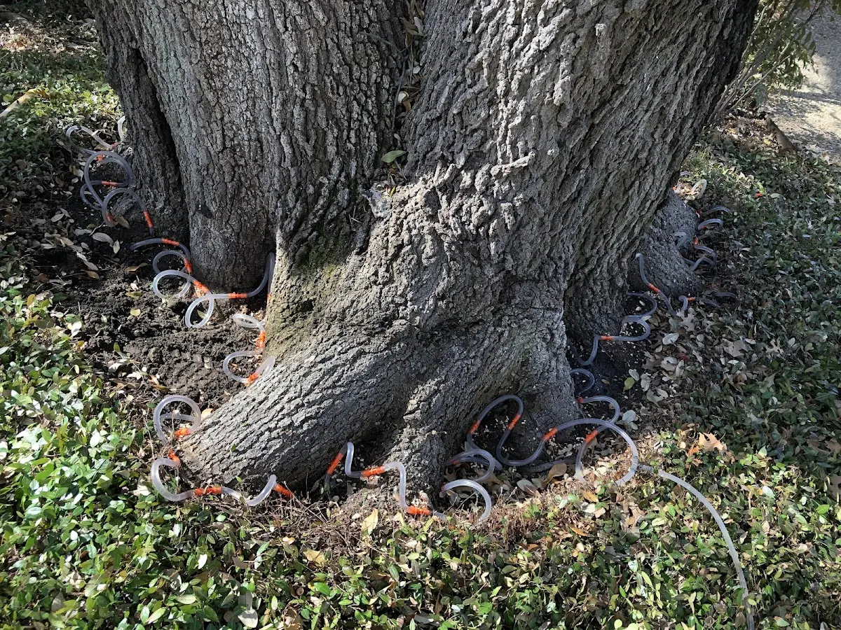 Detailed Tree Cabling and Bracing job site in Malta